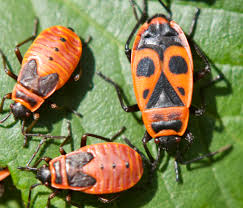 Attēlu rezultāti vaicājumam “Pyrrhocoris apterus nymph”