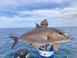 Image result for Lutjanus novemfasciatus