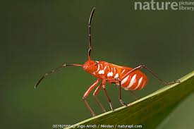 Attēlu rezultāti vaicājumam “Heteroptera”