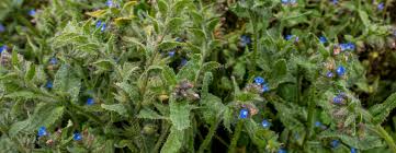 Attēlu rezultāti vaicājumam “Anchusa arvensis leaf”