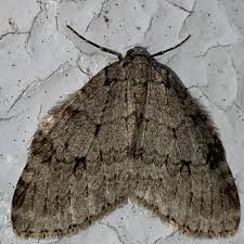 Attēlu rezultāti vaicājumam “Epirrita sp.”