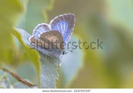 Attēlu rezultāti vaicājumam “Celastrina argiolus underside”