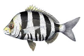 Image result for Diplodus