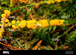 Attēlu rezultāti vaicājumam “Physarum virescens macro”