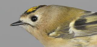 Attēlu rezultāti vaicājumam “Regulus regulus”