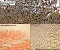 Attēlu rezultāti vaicājumam “Antrodia sinuosa”