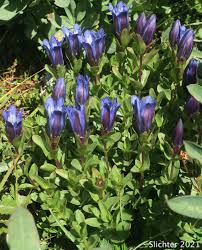Attēlu rezultāti vaicājumam “Gentiana pneumonanthe leaf”