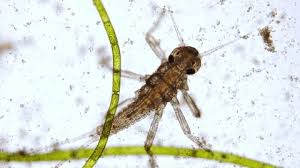 Attēlu rezultāti vaicājumam “Ephemeroptera larvae”