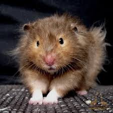 Image result for хомяк