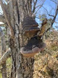 Attēlu rezultāti vaicājumam “Phellinus robustus”