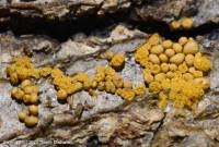 Attēlu rezultāti vaicājumam “Oligonema persimile spores”