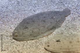 Image result for Solea solea