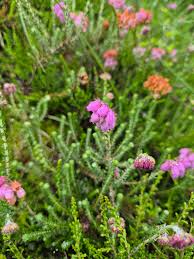 Attēlu rezultāti vaicājumam “Erica tetralix leaf”