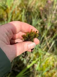 Attēlu rezultāti vaicājumam “Scorpidium scorpioides”