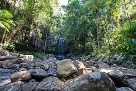 「Mt. Tamborine」的圖片搜尋結果