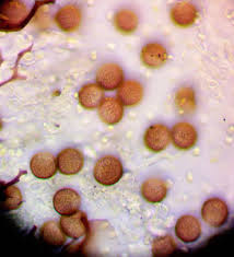 Attēlu rezultāti vaicājumam “Stemonitopsis subcaespitosa”