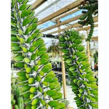 Attēlu rezultāti vaicājumam “Arenaria procera”