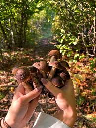 Attēlu rezultāti vaicājumam “Leccinum melaneum”