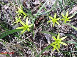 Attēlu rezultāti vaicājumam “Gagea pratensis”