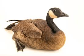 Attēlu rezultāti vaicājumam “Branta canadensis”