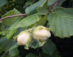 Attēlu rezultāti vaicājumam “Corylus avellana bud”