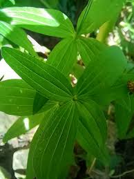 Attēlu rezultāti vaicājumam “Galium boreale leaf”