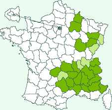 Attēlu rezultāti vaicājumam “Charissa ambiguata”