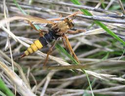 Attēlu rezultāti vaicājumam “Asilus crabroniformis”