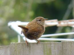 Attēlu rezultāti vaicājumam “Troglodytes troglodytes”