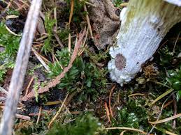 Attēlu rezultāti vaicājumam “Physcomitrium pyriforme sporophyte”