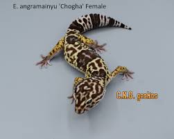 Attēlu rezultāti vaicājumam “Lycogala exiguum aggr.”