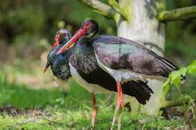 Attēlu rezultāti vaicājumam “Ciconia nigra”