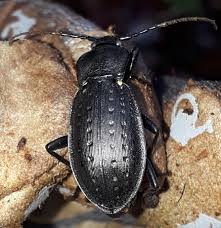 Attēlu rezultāti vaicājumam “Carabus hortensis”