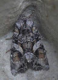 Attēlu rezultāti vaicājumam “Lacanobia contigua”