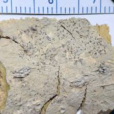 Attēlu rezultāti vaicājumam “Arthonia vinosa”