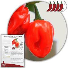 Afbeeldingsresultaat voor paper lantern hot pepper