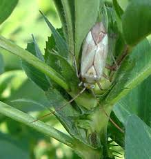 Attēlu rezultāti vaicājumam “Adelphocoris lineolatus imago”