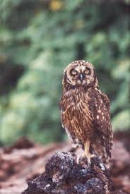 Attēlu rezultāti vaicājumam “Asio flammeus”