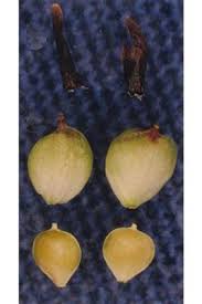 Attēlu rezultāti vaicājumam “Carex limosa fruit”