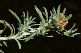 Attēlu rezultāti vaicājumam “Gnaphalium uliginosum leaf”