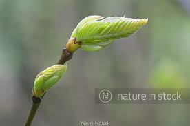 Attēlu rezultāti vaicājumam “Fraxinus excelsior bud”