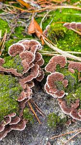 Attēlu rezultāti vaicājumam “Thelephora terrestris”