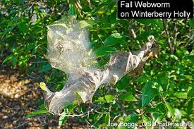 Attēlu rezultāti vaicājumam “Comatricha ellae stalked”