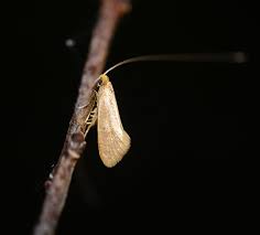 Attēlu rezultāti vaicājumam “Nematopogon sp.”