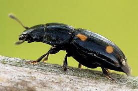 Attēlu rezultāti vaicājumam “Glischrochilus hortensis”