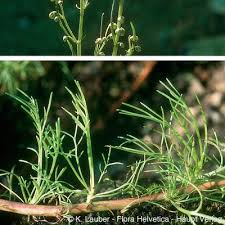 Attēlu rezultāti vaicājumam “Artemisia campestris leaf”
