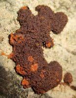 Attēlu rezultāti vaicājumam “Tubifera montana”