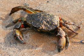 Image result for Carcinus maenas