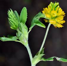 Attēlu rezultāti vaicājumam “Trifolium aureum flower”