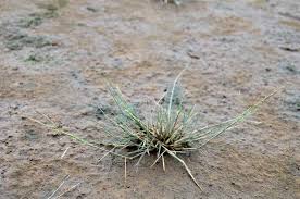 Attēlu rezultāti vaicājumam “Puccinellia distans”